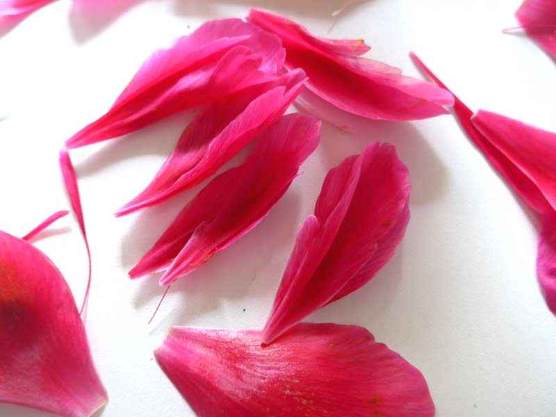 Intermittierendes Fasten nach festen Zeitintervallen Intermittierendes Fasten nach festen Intervallen