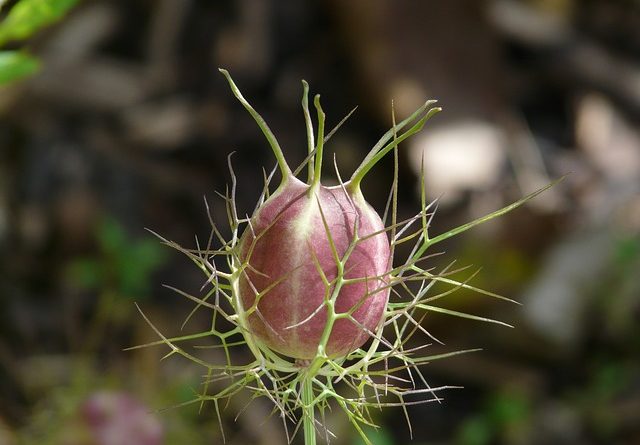 Schwarzkümmel-Öl-Bild von Frucht-Kapsel der Schwarzkümmel-Pflanze